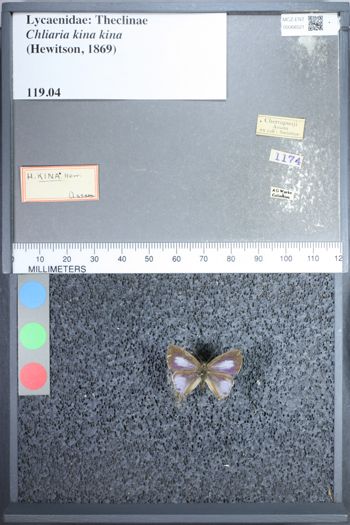 Media type: image;   Entomology 68521